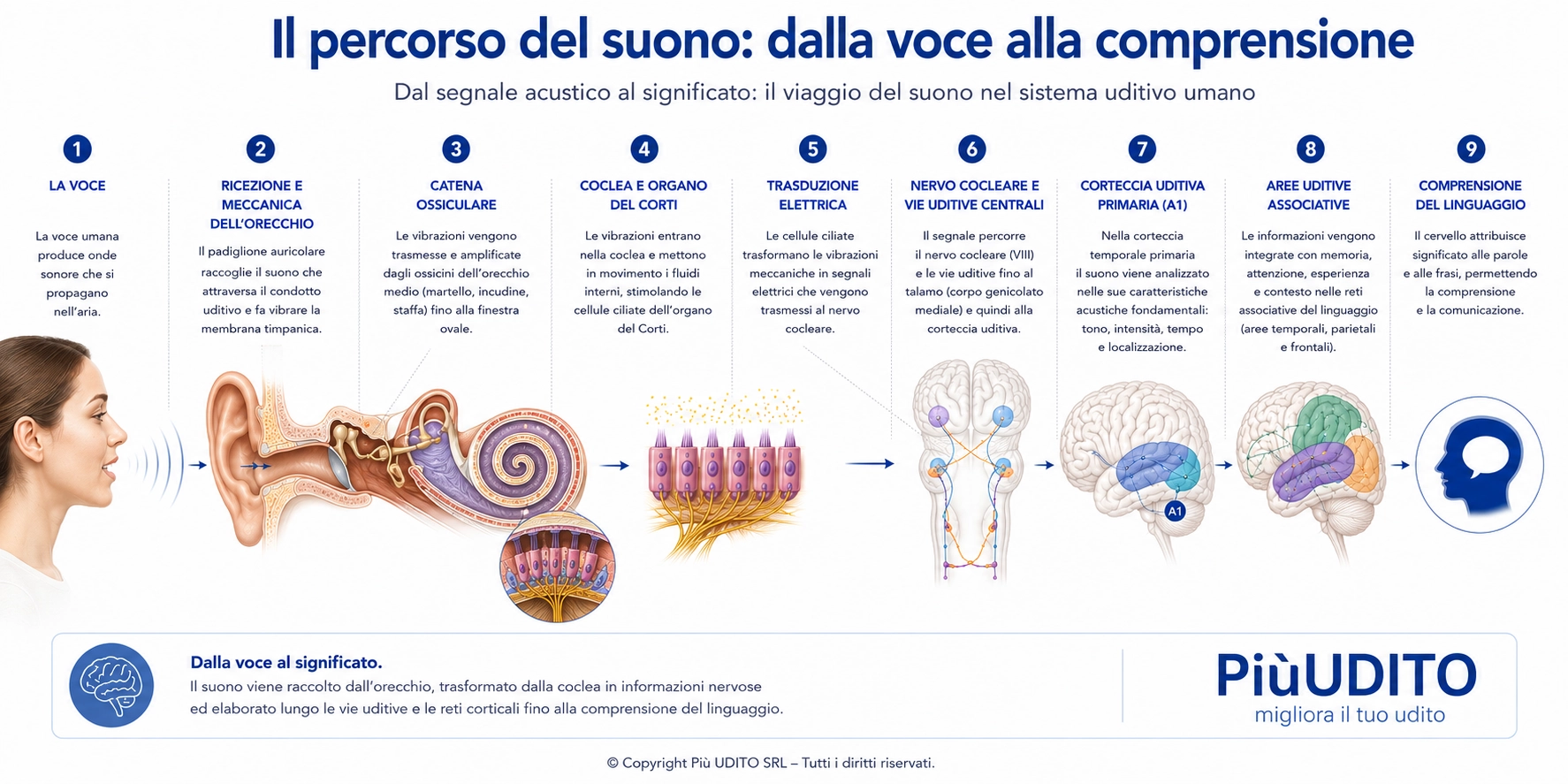 Infografica in nove passaggi: dalla voce, attraverso orecchio, coclea, nervo e aree uditive, fino alla comprensione del linguaggio